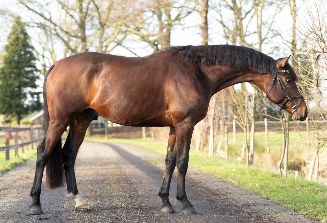Entire KWPN Dutch Warmblood For sale 2022 Brown