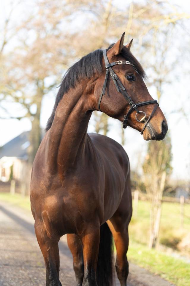 Entire KWPN Dutch Warmblood For sale 2022 Brown