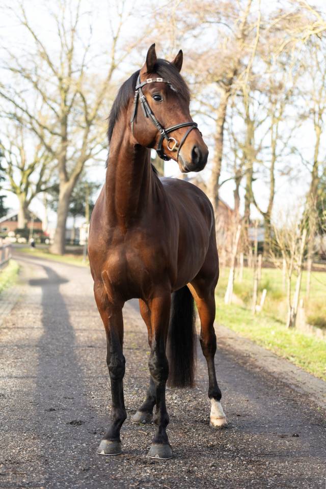 Entire KWPN Dutch Warmblood For sale 2022 Brown