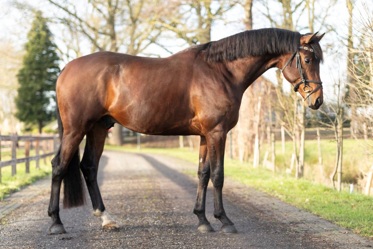 Entire KWPN Dutch Warmblood For sale 2022 Brown