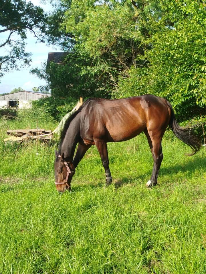 Gelding French Trotter For sale 2016 Dark Bay