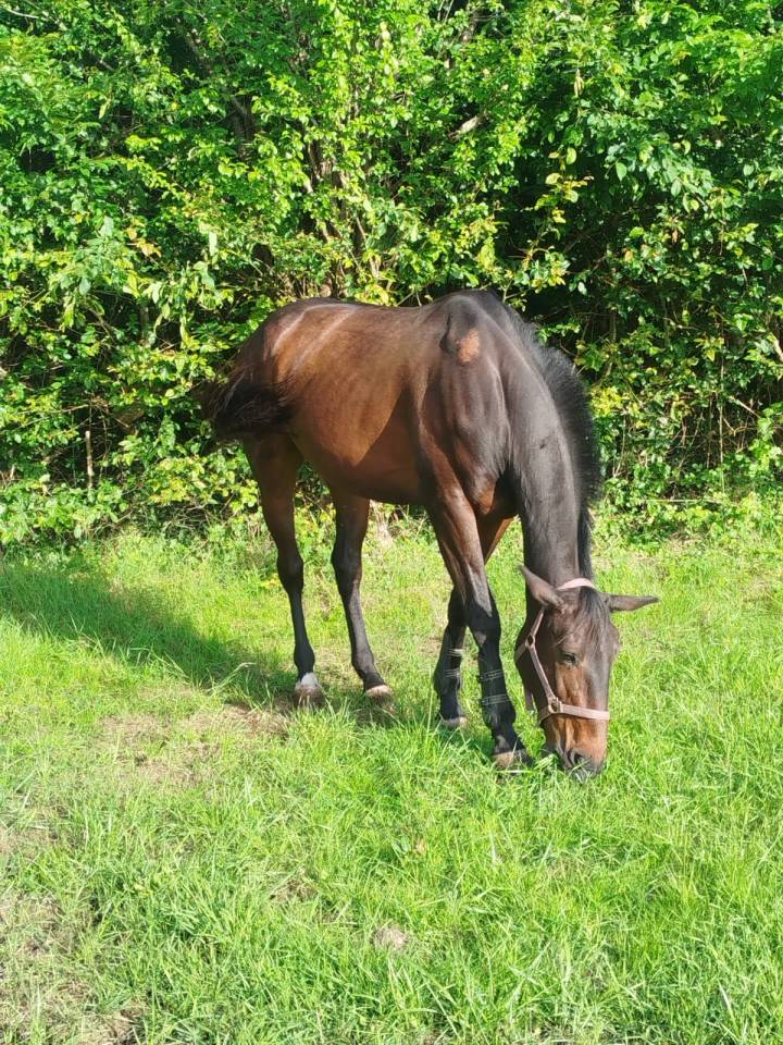 Gelding French Trotter For sale 2016 Dark Bay