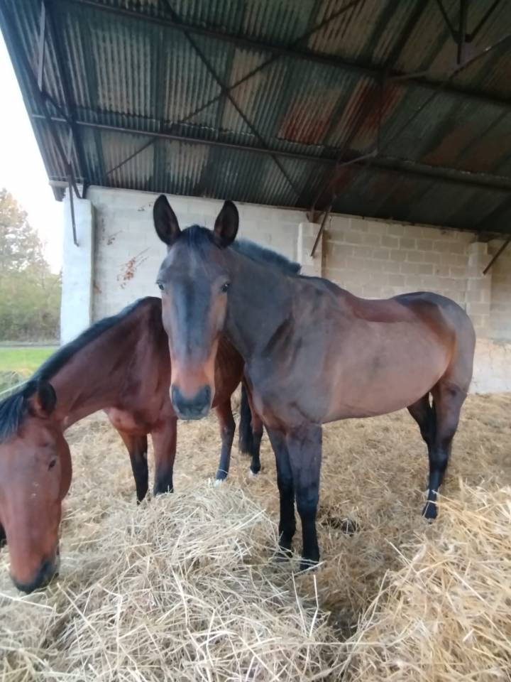 Gelding French Trotter For sale 2016 Dark Bay