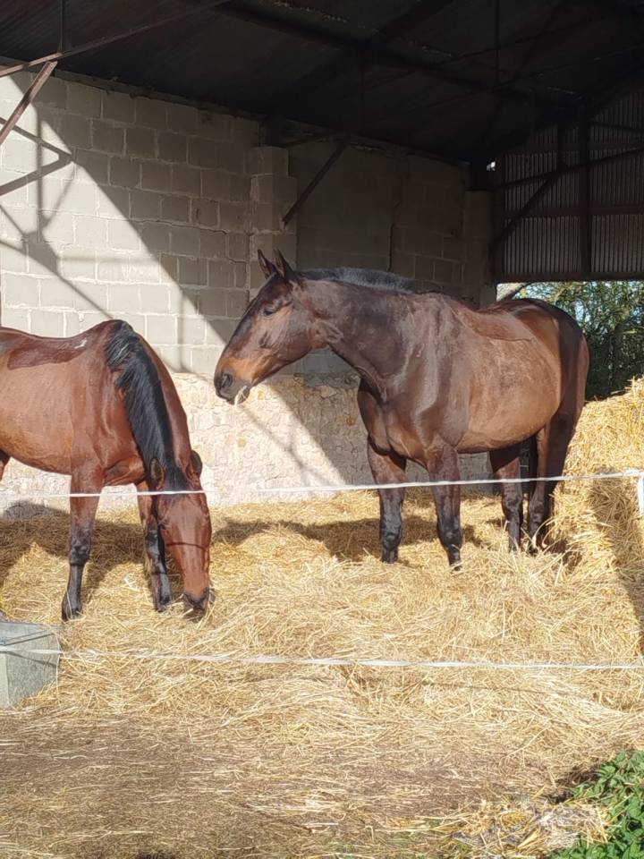 Gelding French Trotter For sale 2016 Dark Bay