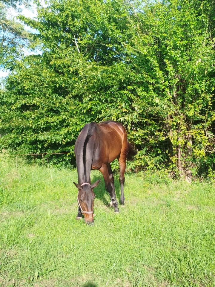 Gelding French Trotter For sale 2016 Dark Bay