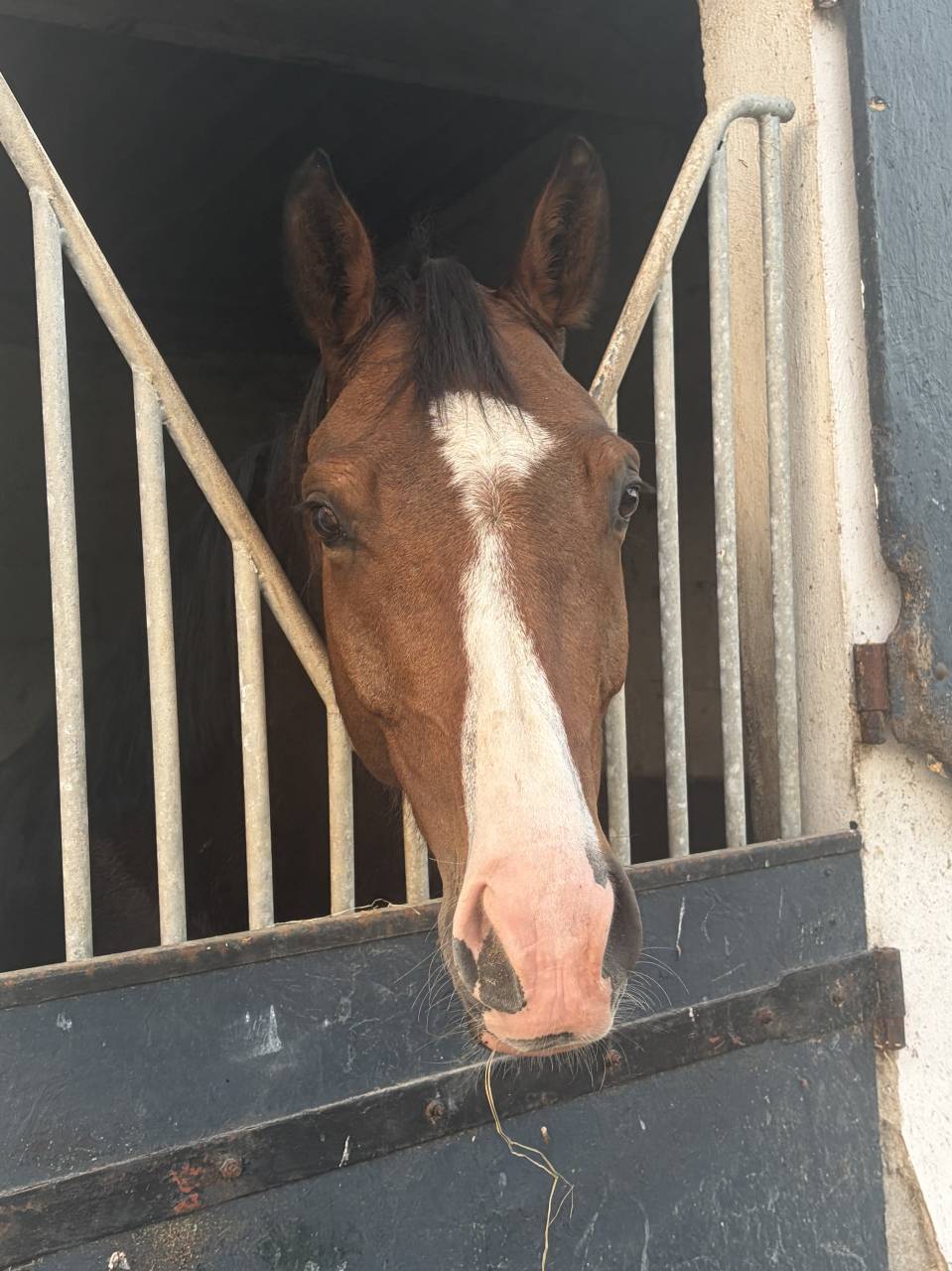 Gelding Selle Fran&ccedil;ais For sale 2020 Bay