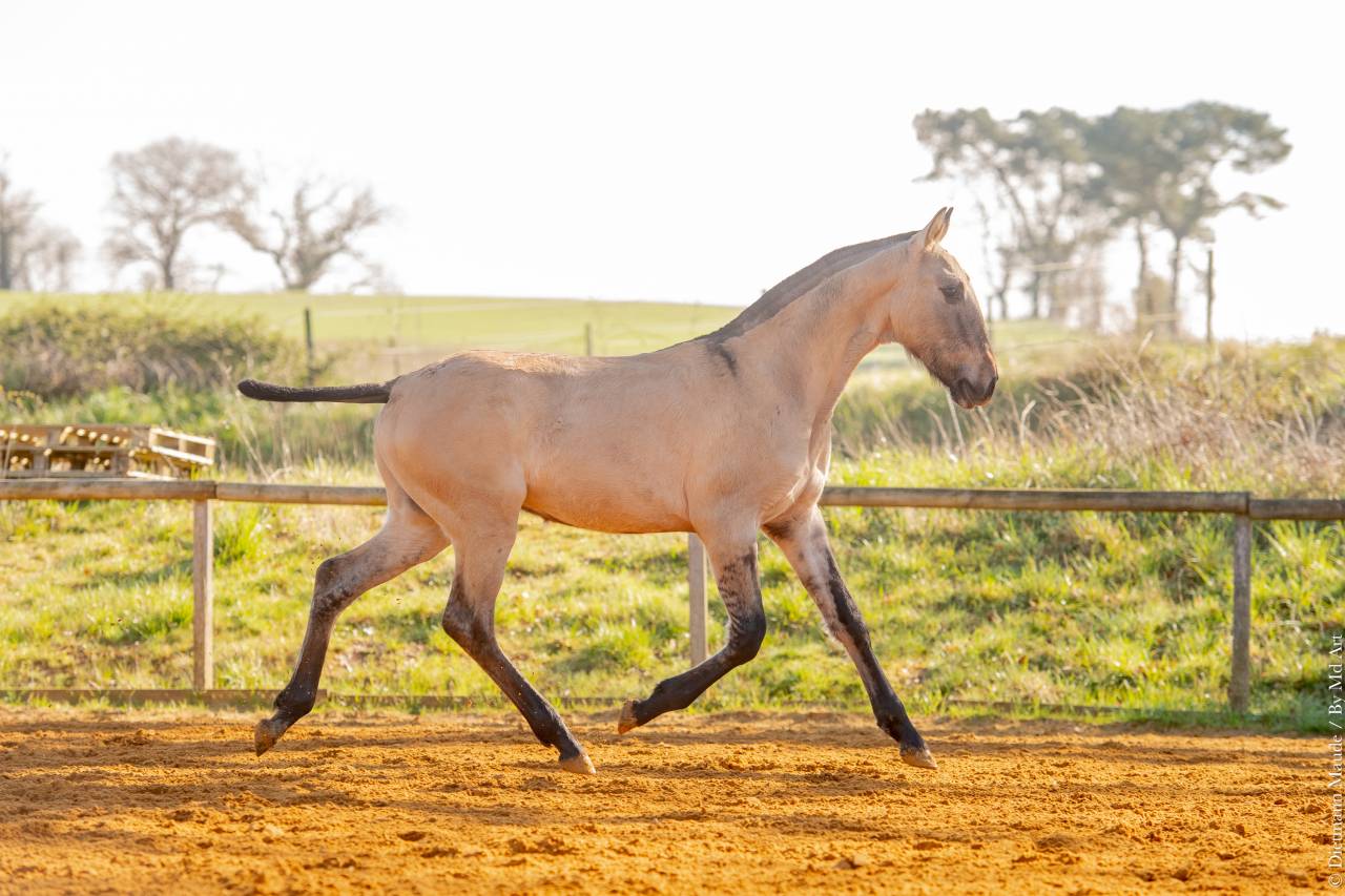 Colt Lusitano For sale 2025 Dun