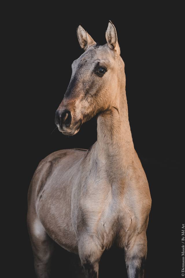 Colt Lusitano For sale 2025 Dun