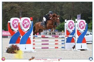 Gelding French Saddle Pony For sale 2019 Chesnut