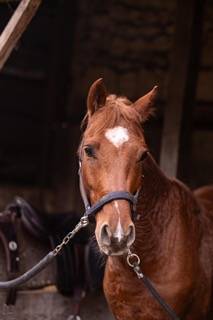 Gelding French Saddle Pony For sale 2019 Chesnut