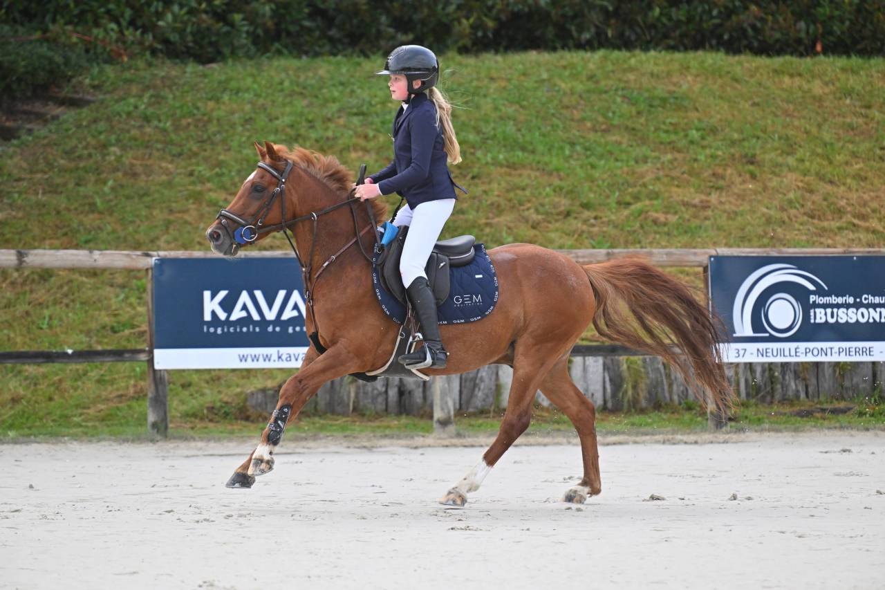 Gelding French Saddle Pony For sale 2019 Chesnut