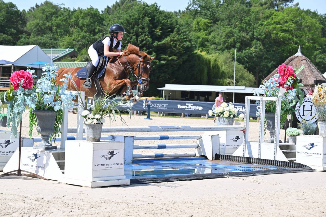 Gelding French Saddle Pony For sale 2019 Chesnut