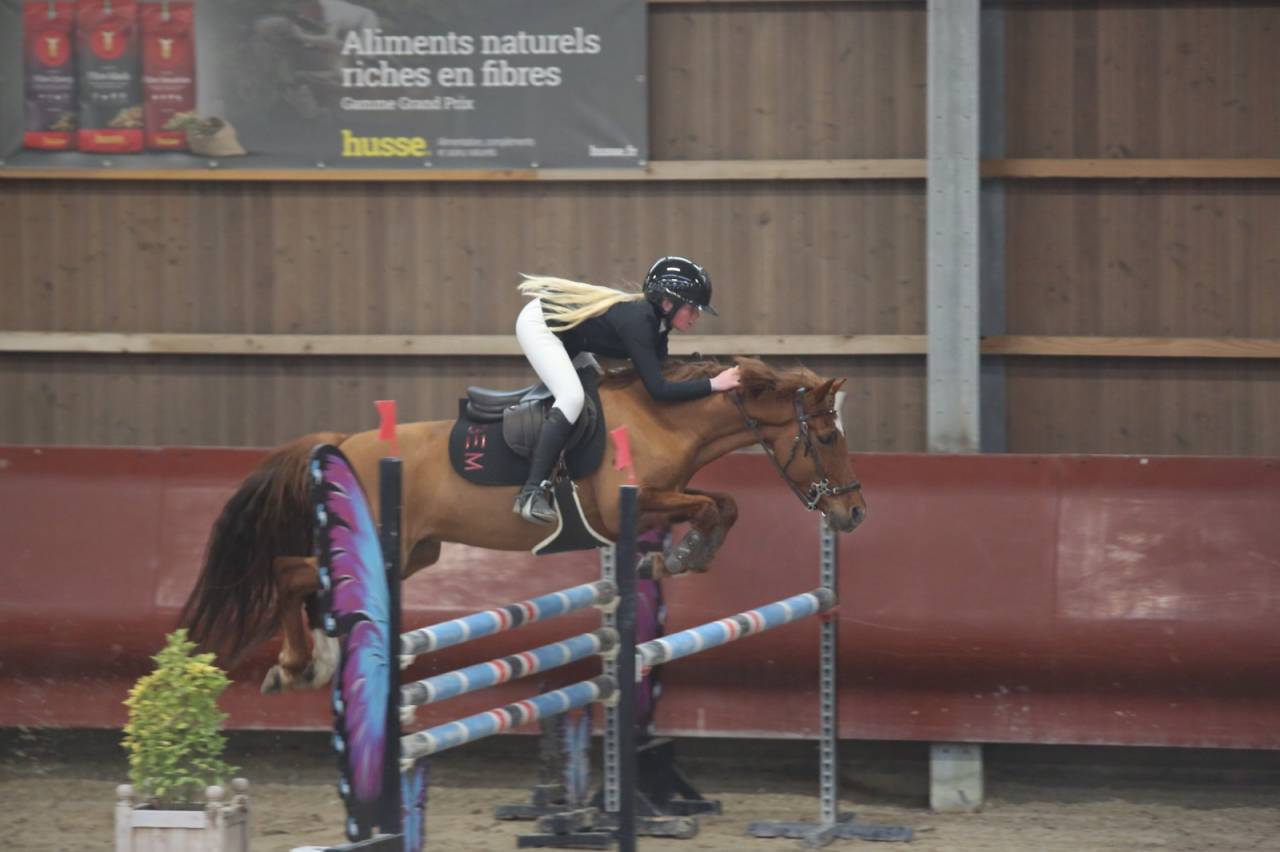 Gelding French Saddle Pony For sale 2019 Chesnut