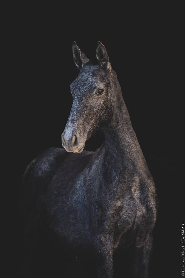 Filly Lusitano For sale 2025 Grey