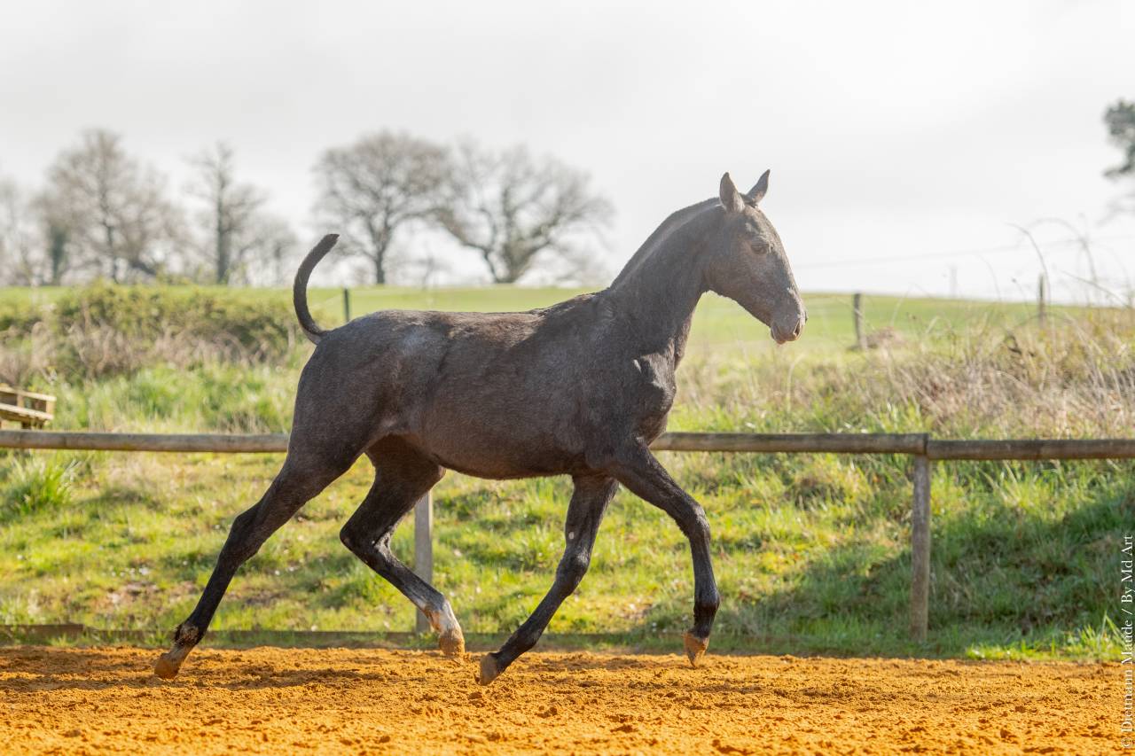 Filly Lusitano For sale 2025 Grey