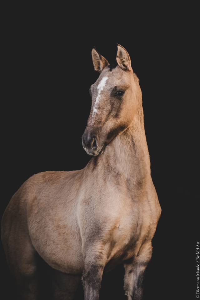 Filly Lusitano For sale 2025 Dun