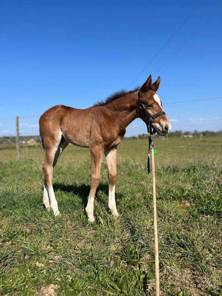 Colt Selle Fran&ccedil;ais For sale 2026 Bay