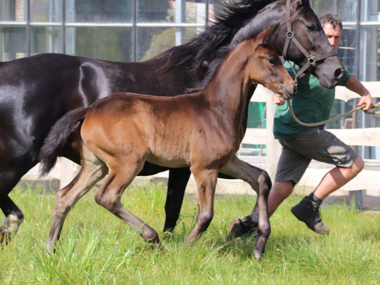 Filly KWPN Dutch Warmblood For sale 2026 Dark Bay