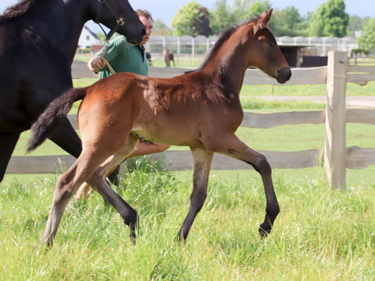 Filly KWPN Dutch Warmblood For sale 2026 Dark Bay