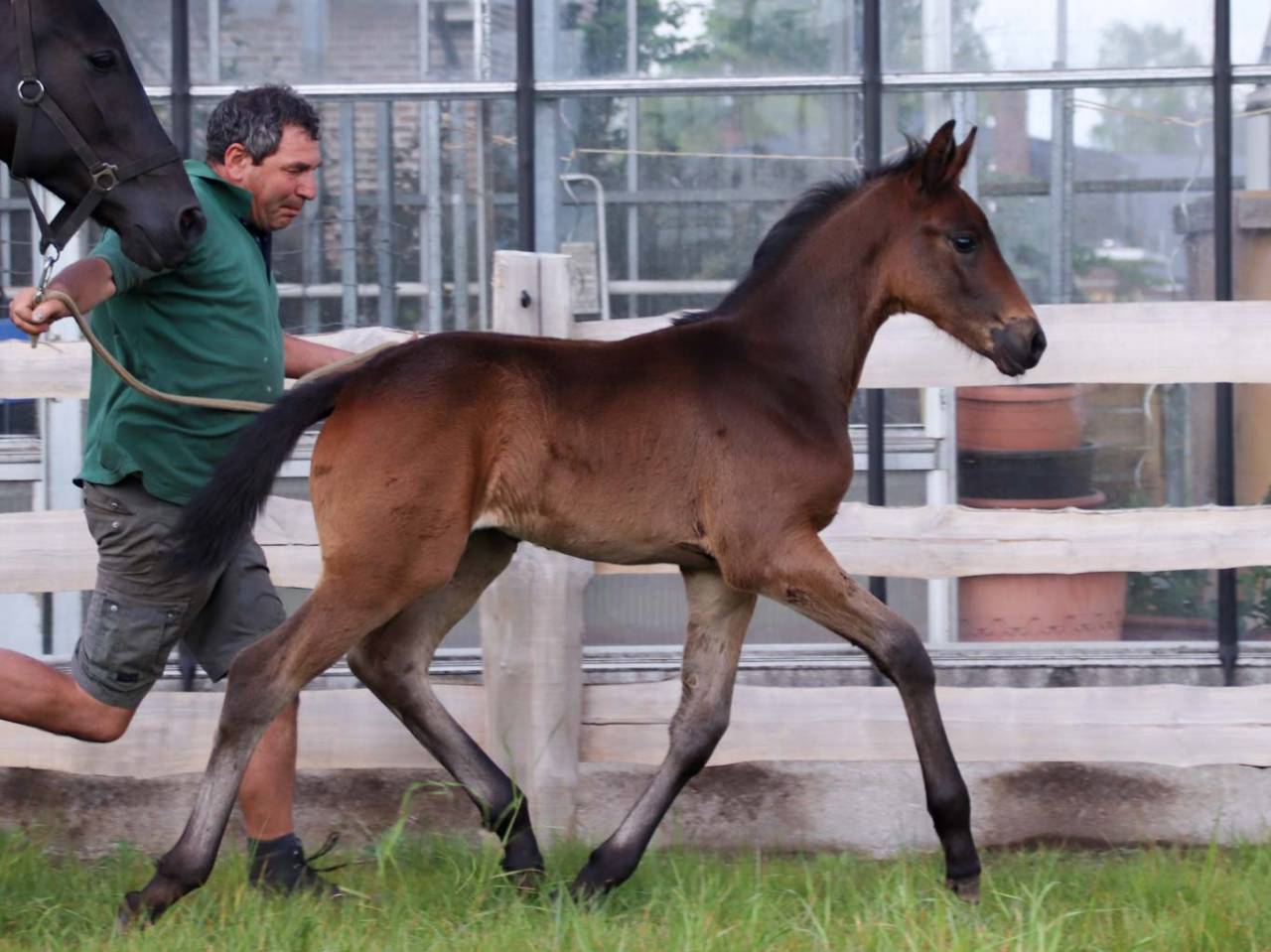 Filly KWPN Dutch Warmblood For sale 2026 Dark Bay