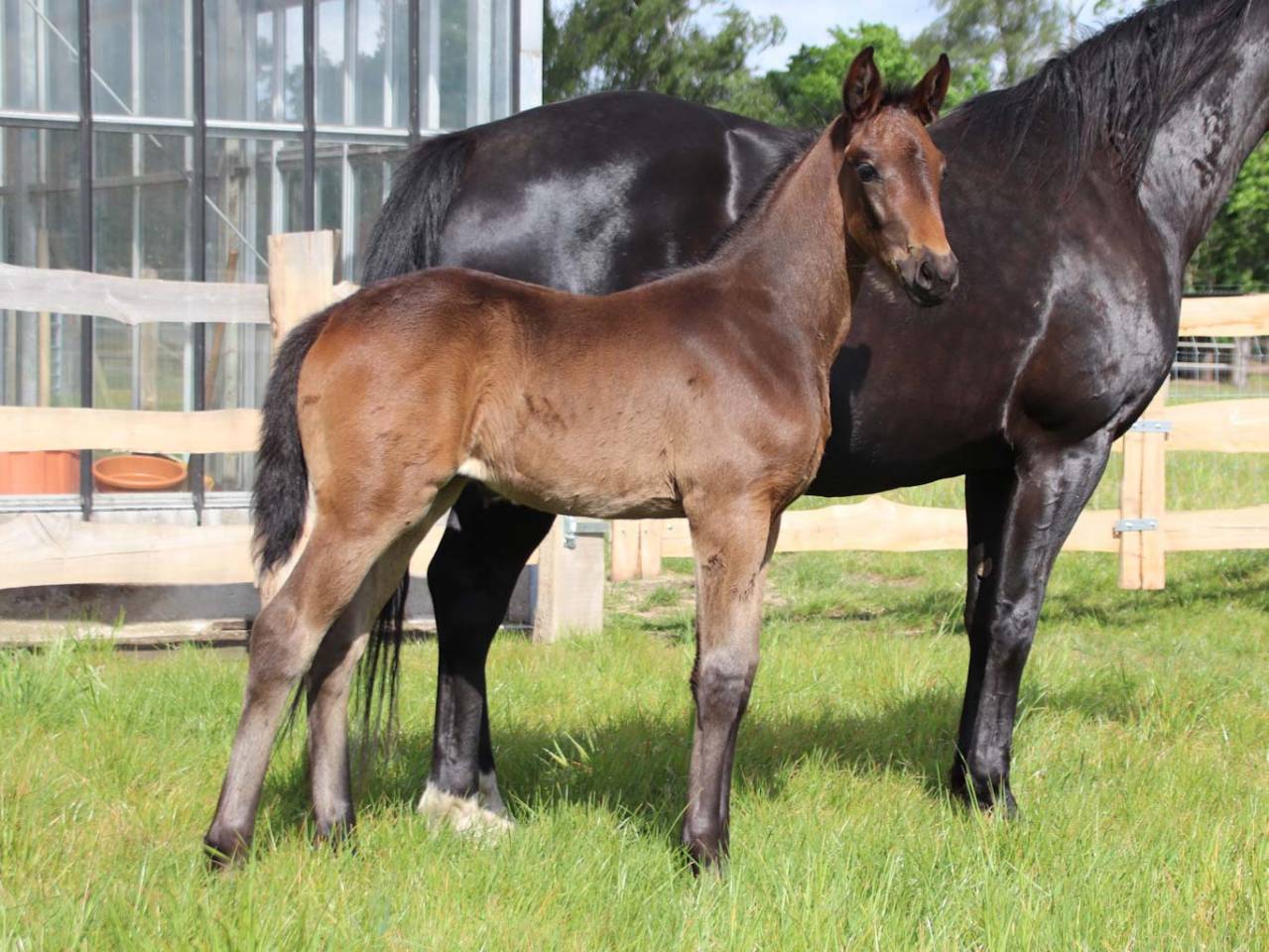 Filly KWPN Dutch Warmblood For sale 2026 Dark Bay