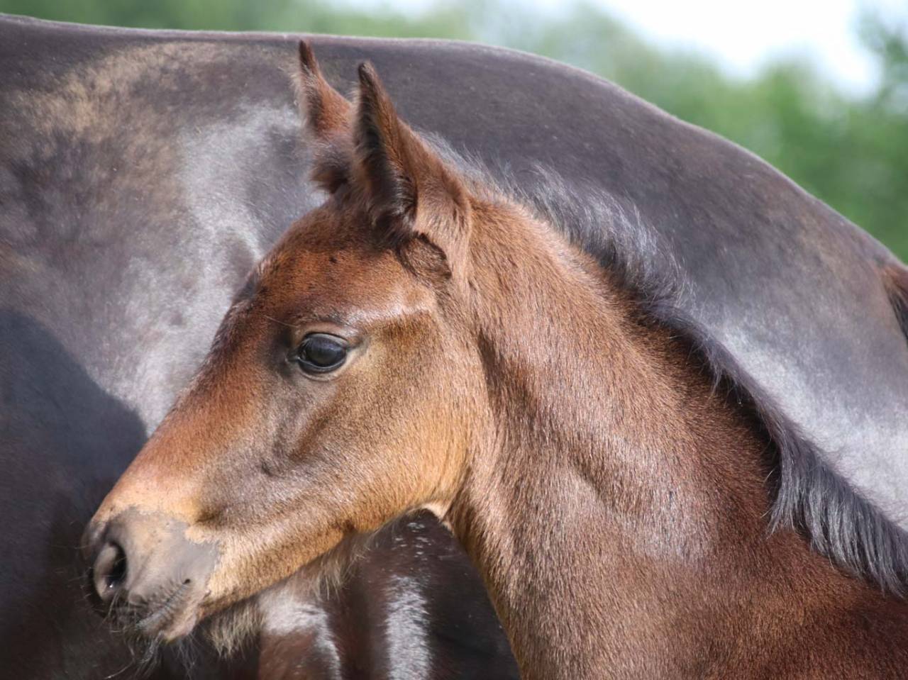 Filly KWPN Dutch Warmblood For sale 2026 Dark Bay