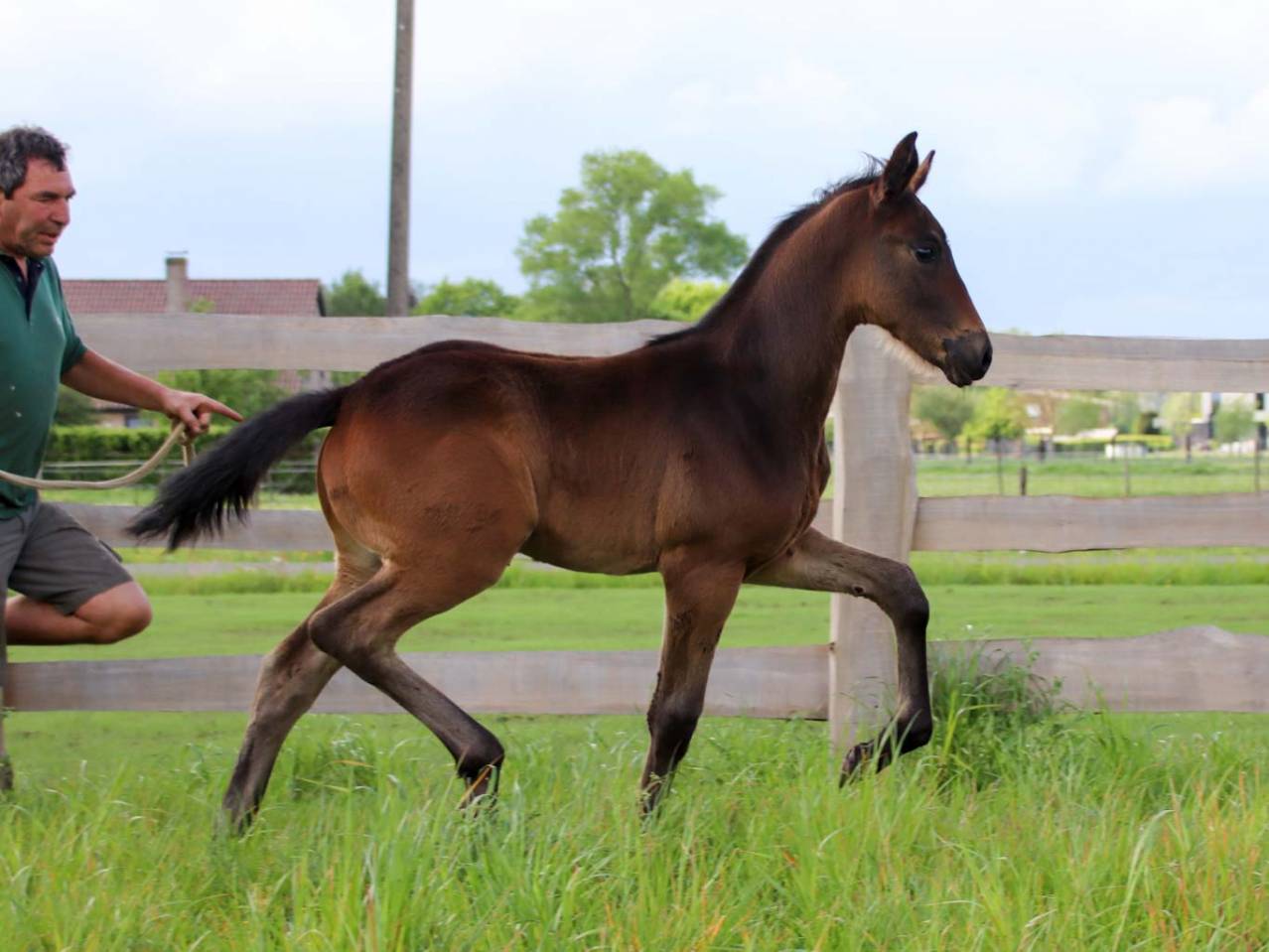 Filly KWPN Dutch Warmblood For sale 2026 Dark Bay