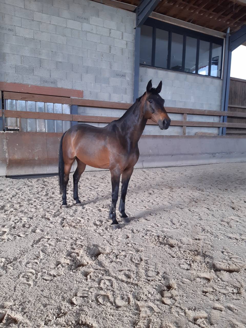Gelding Selle Fran&ccedil;ais For sale 2013 Dark Bay