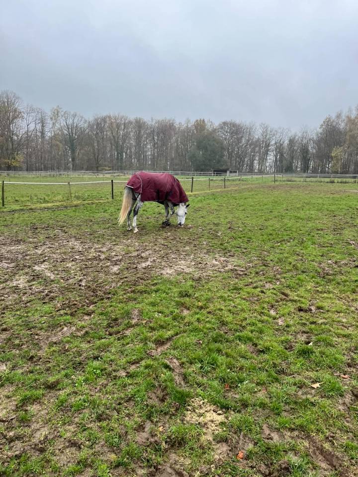 Gelding BWP Belgian Warmblood For sale 2020 White