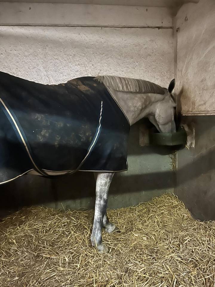 Gelding BWP Belgian Warmblood For sale 2020 White