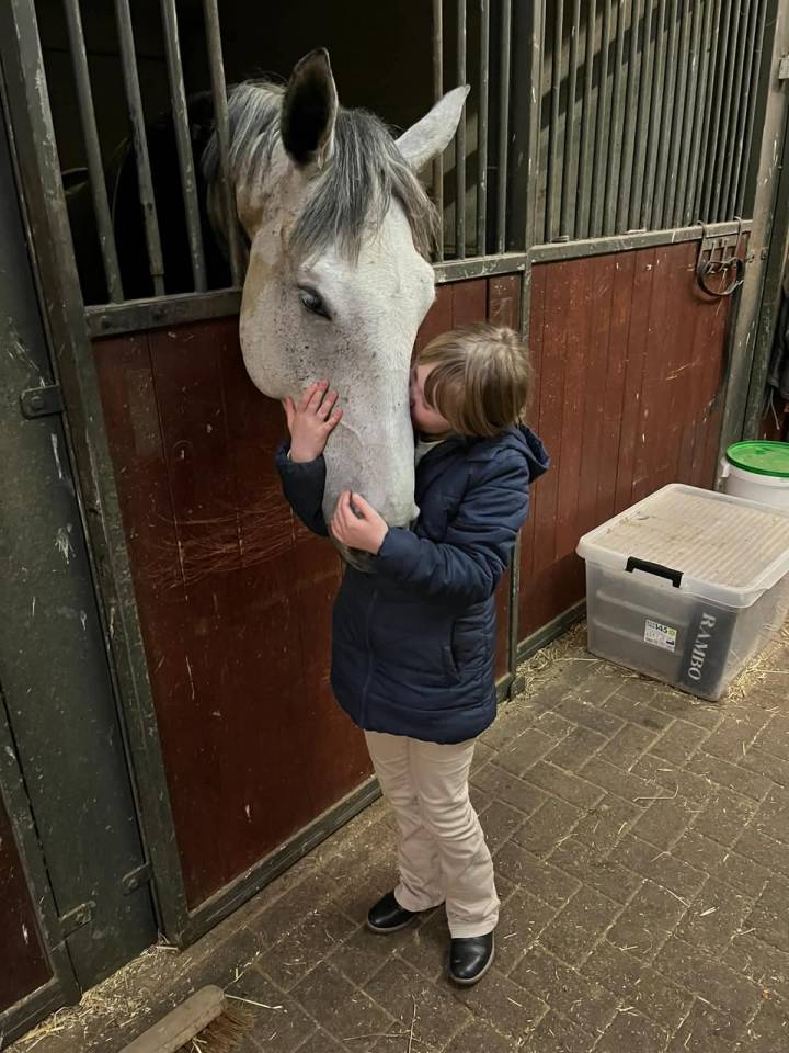 Gelding BWP Belgian Warmblood For sale 2020 White