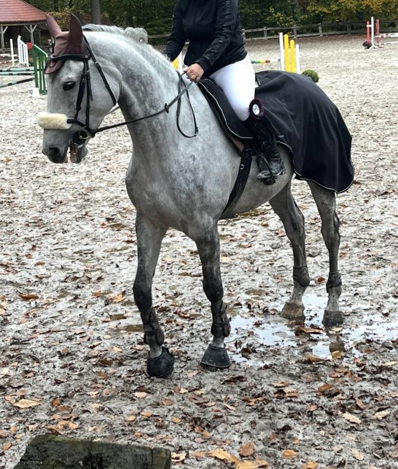 Gelding BWP Belgian Warmblood For sale 2020 White