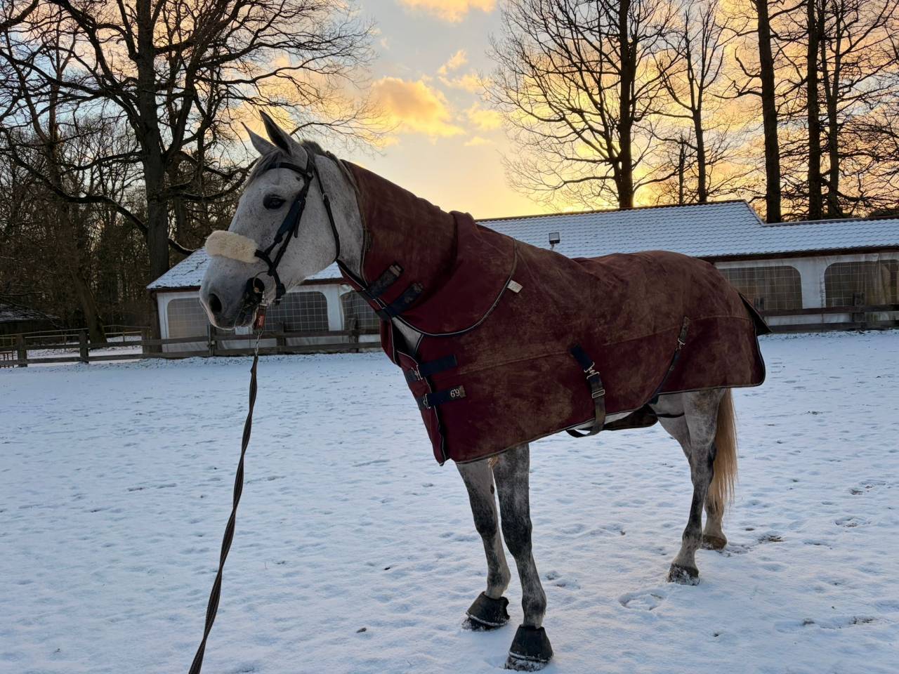 Gelding BWP Belgian Warmblood For sale 2020 White