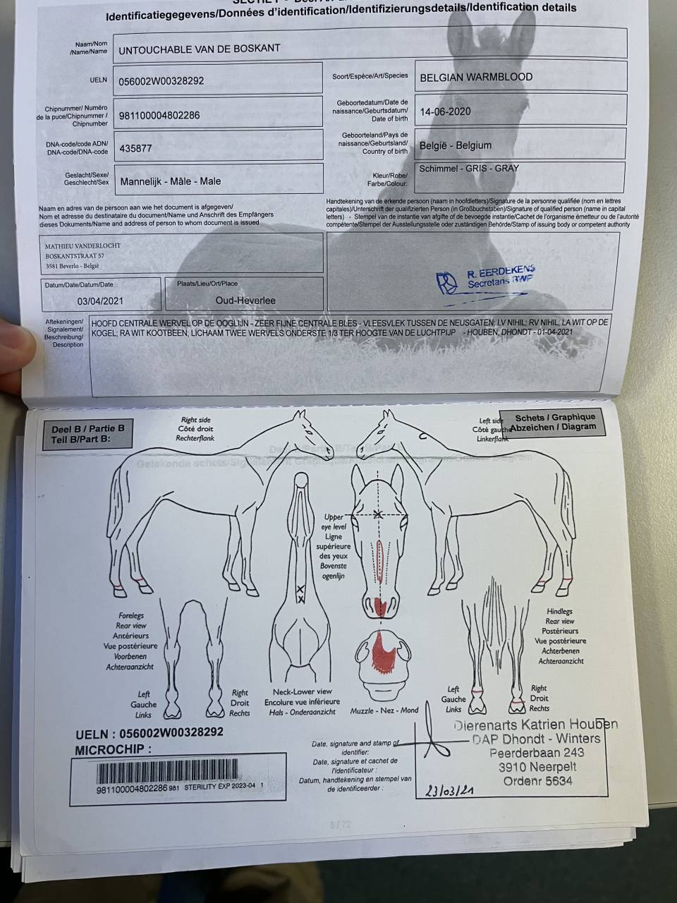 Gelding BWP Belgian Warmblood For sale 2020 White