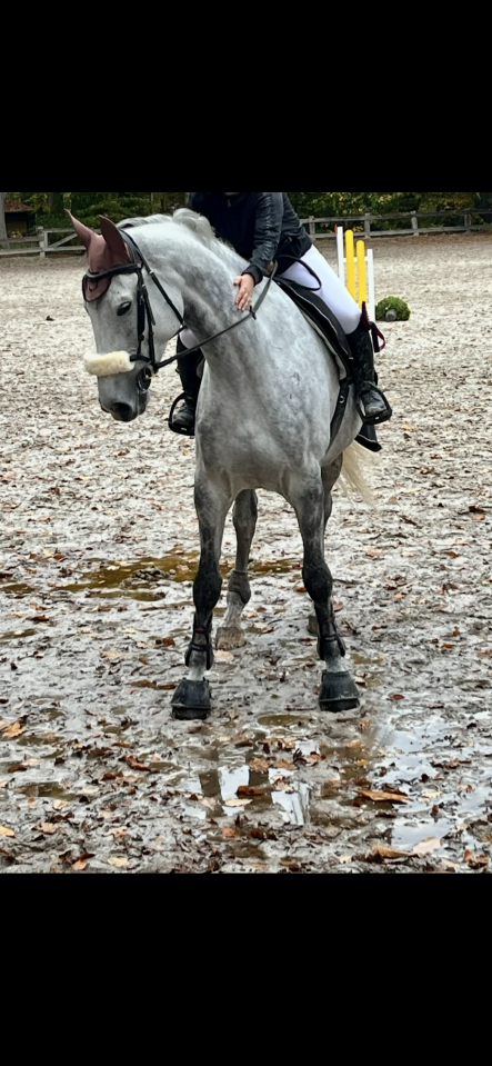 Gelding BWP Belgian Warmblood For sale 2020 White