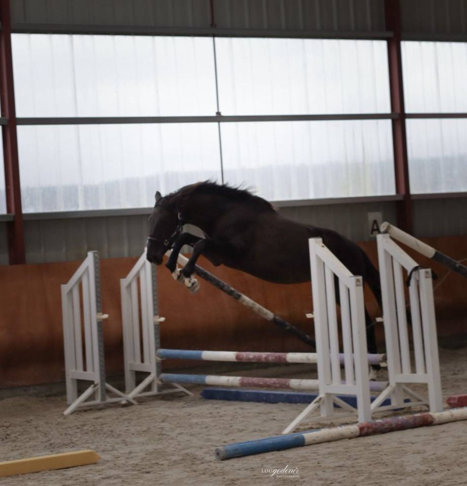 Gelding Selle Fran&ccedil;ais For sale 2023 Black