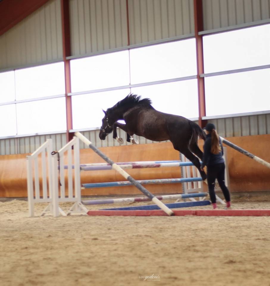 Gelding Selle Fran&ccedil;ais For sale 2023 Black