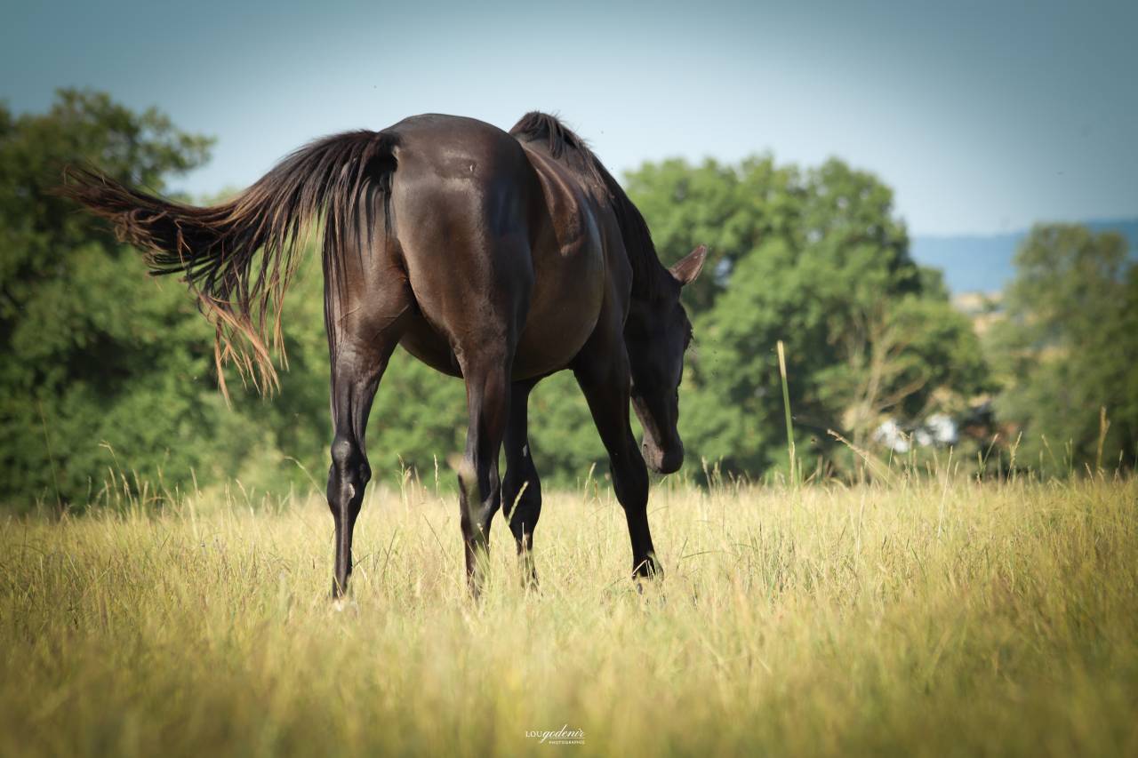 Gelding Selle Fran&ccedil;ais For sale 2023 Black