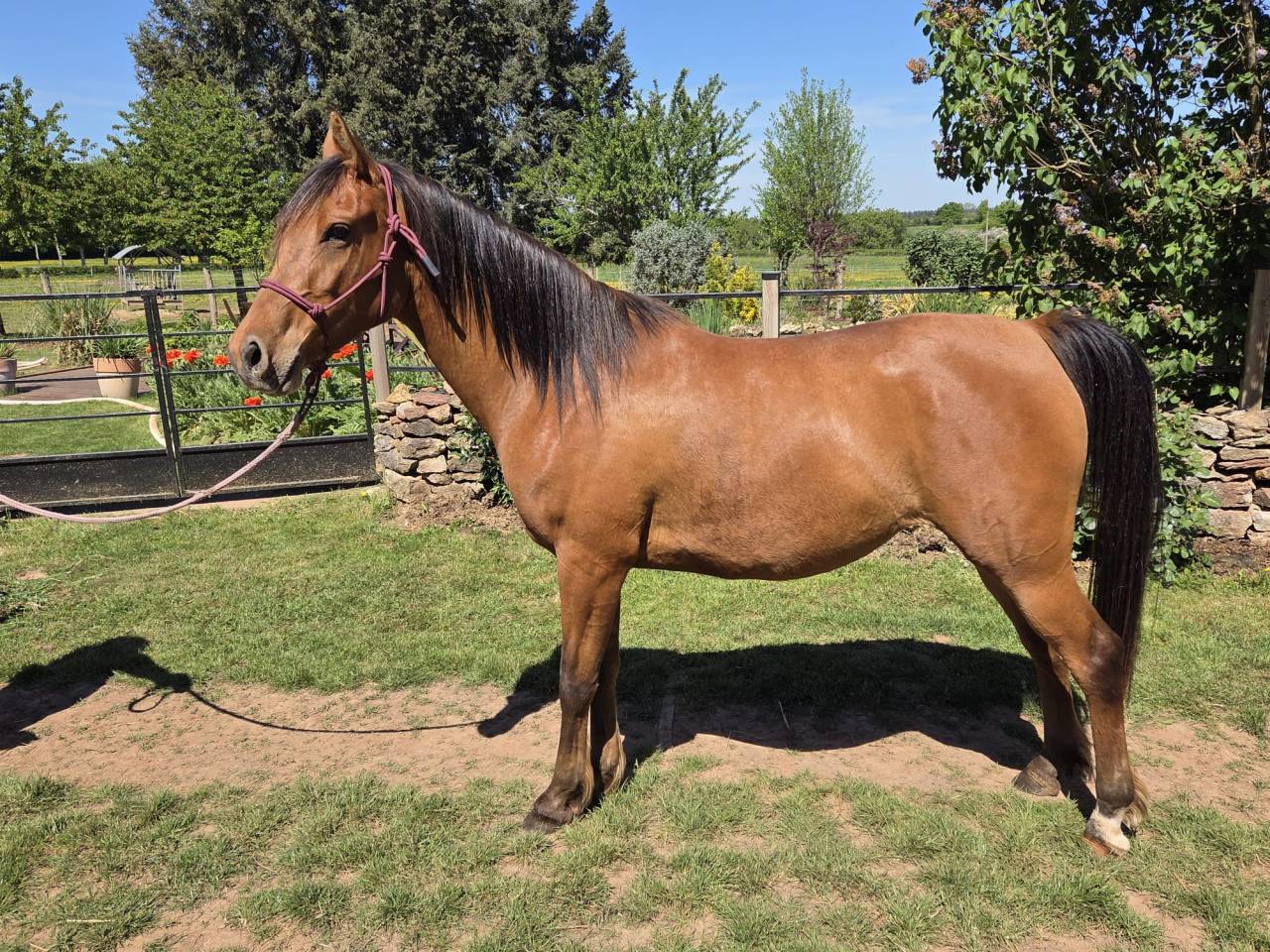 Mare Arabian Thoroughbred For sale 2022 Bay