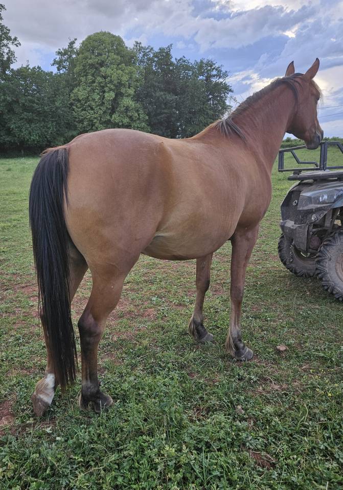 Mare Arabian Thoroughbred For sale 2022 Bay