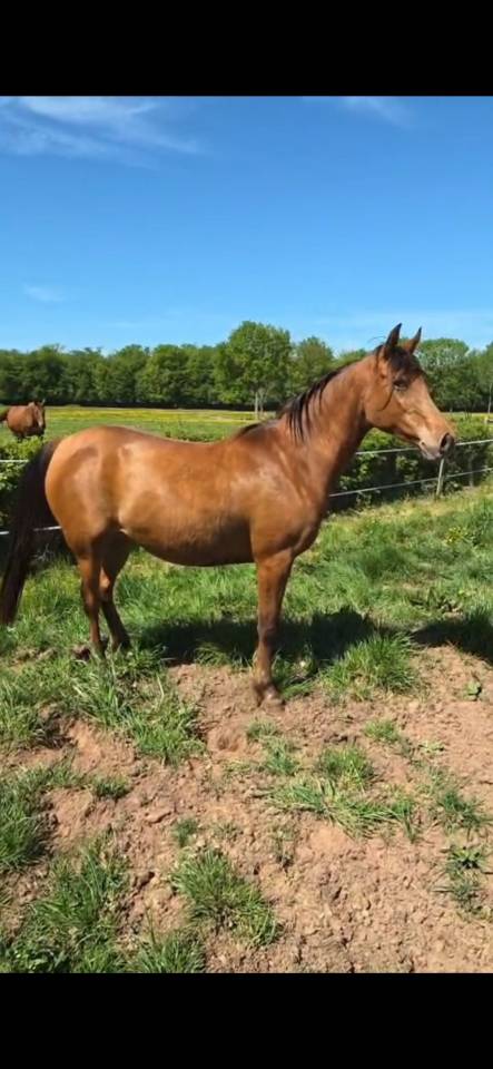 Mare Arabian Thoroughbred For sale 2022 Bay