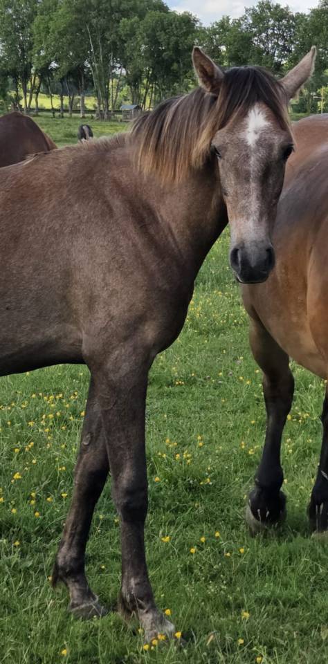 Filly Arabian Thoroughbred For sale 2025 Grey