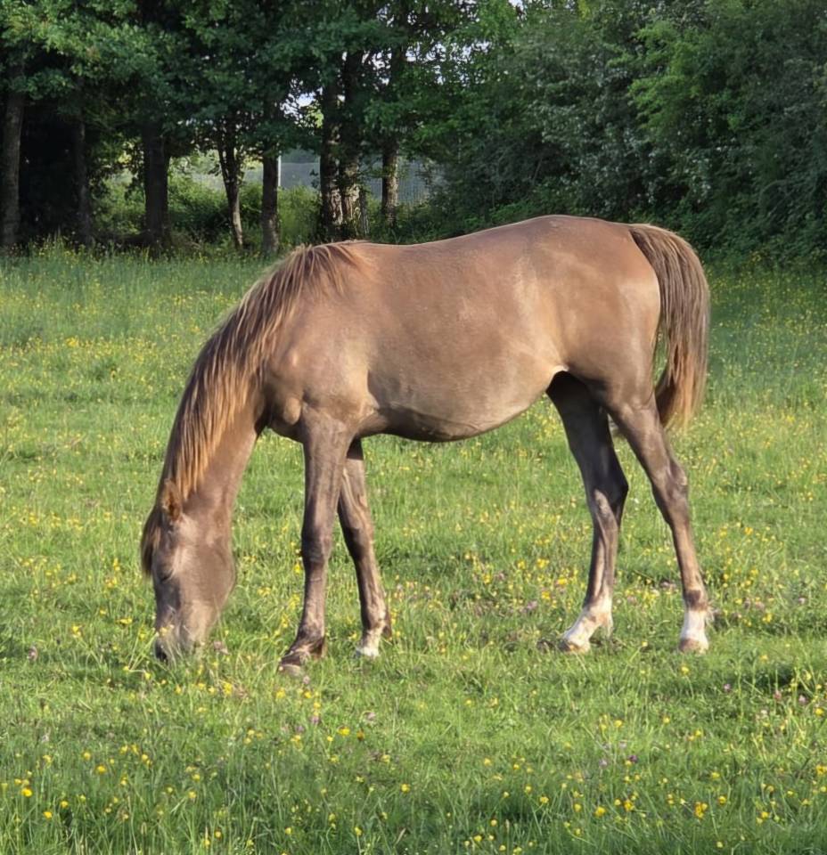 Filly Arabian Thoroughbred For sale 2025 Grey