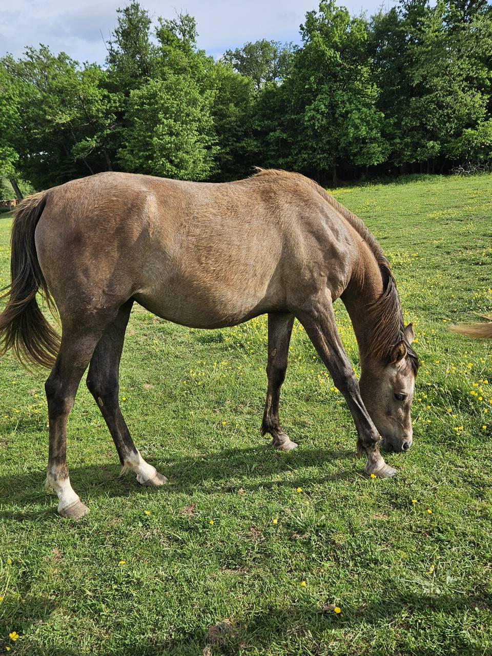 Filly Arabian Thoroughbred For sale 2025 Grey