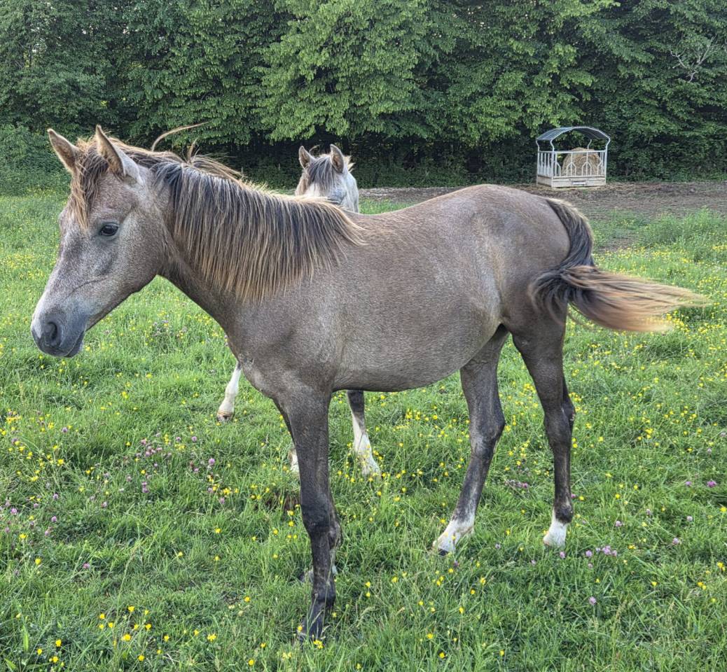 Filly Arabian Thoroughbred For sale 2025 Grey