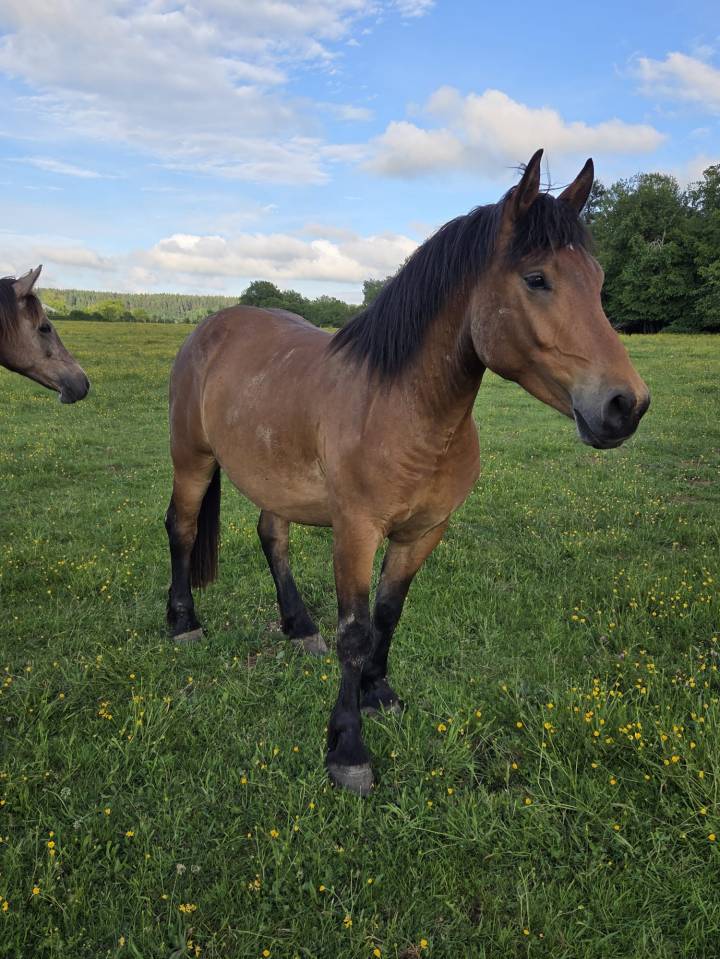 Gelding Arabian Half Blood For sale 2023 Bay