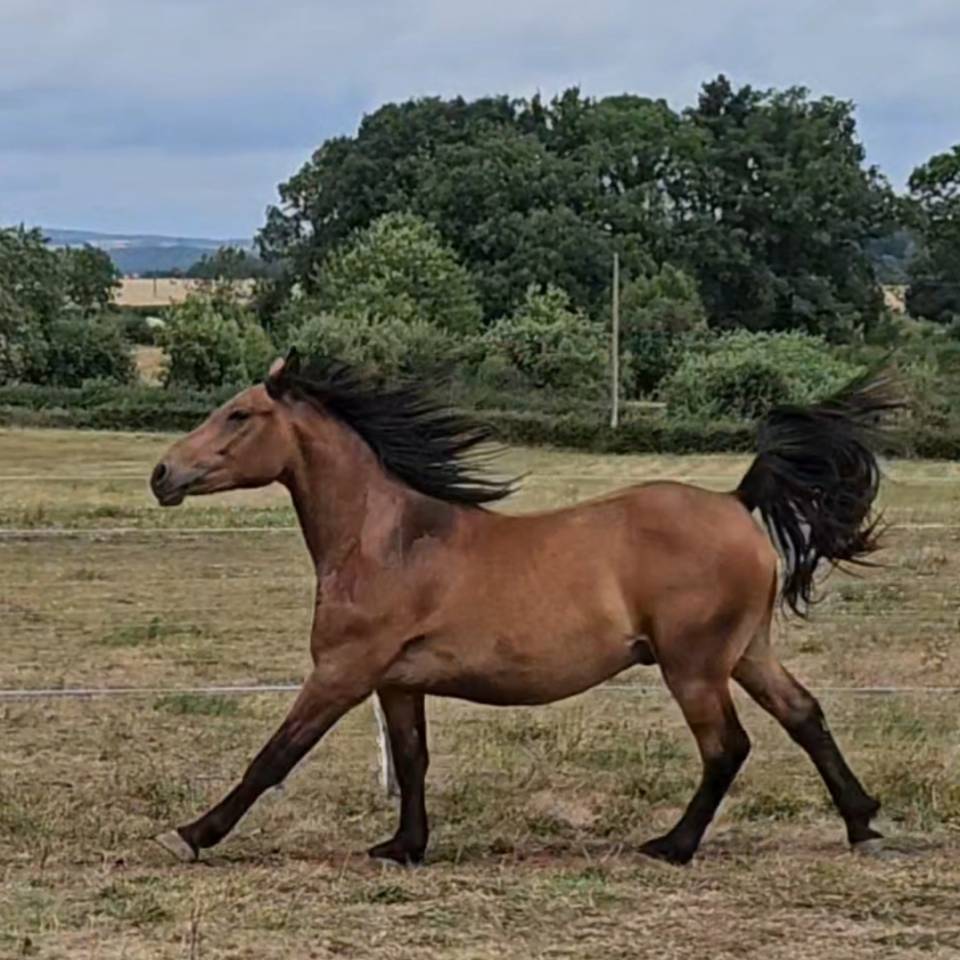 Gelding Arabian Half Blood For sale 2023 Bay