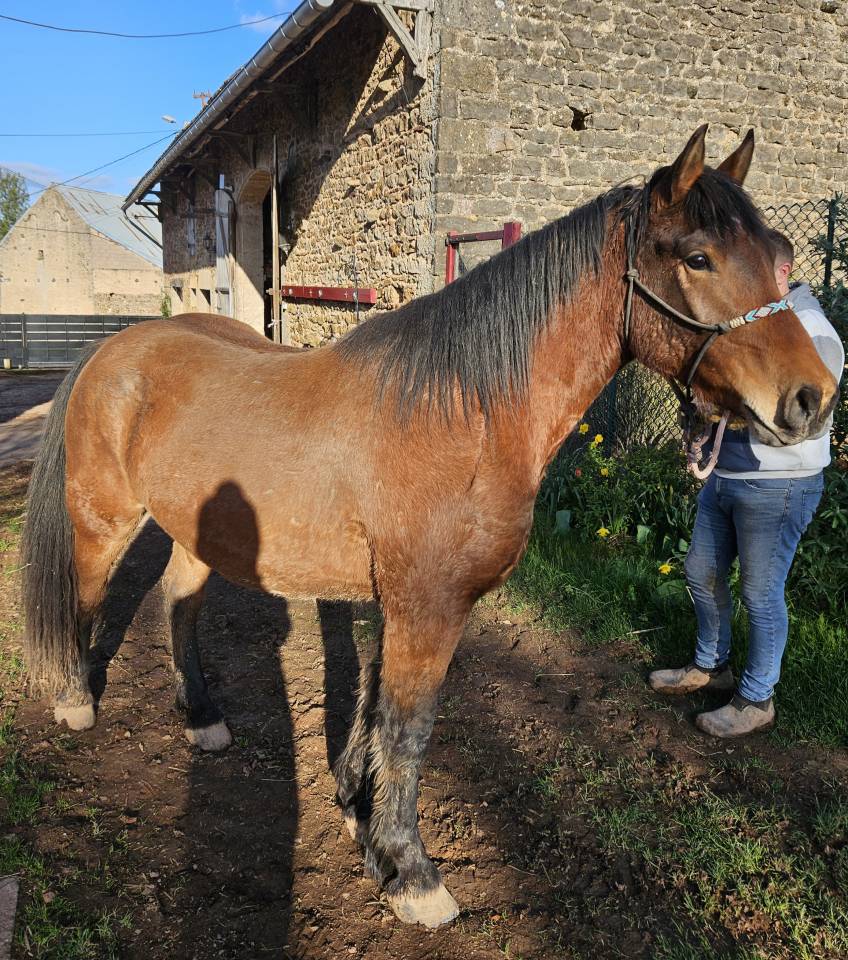 Gelding Arabian Half Blood For sale 2023 Bay