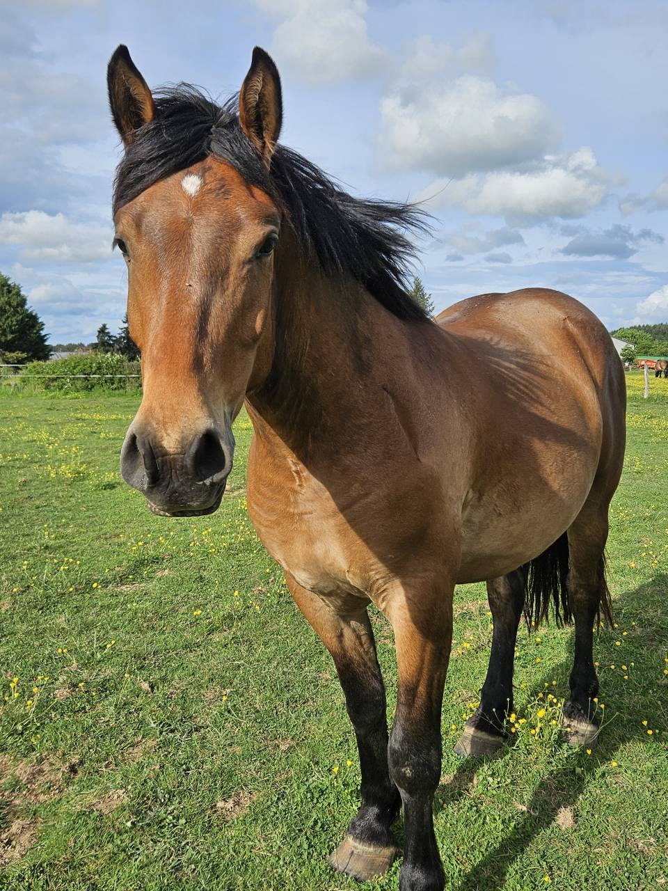 Gelding Arabian Half Blood For sale 2023 Bay