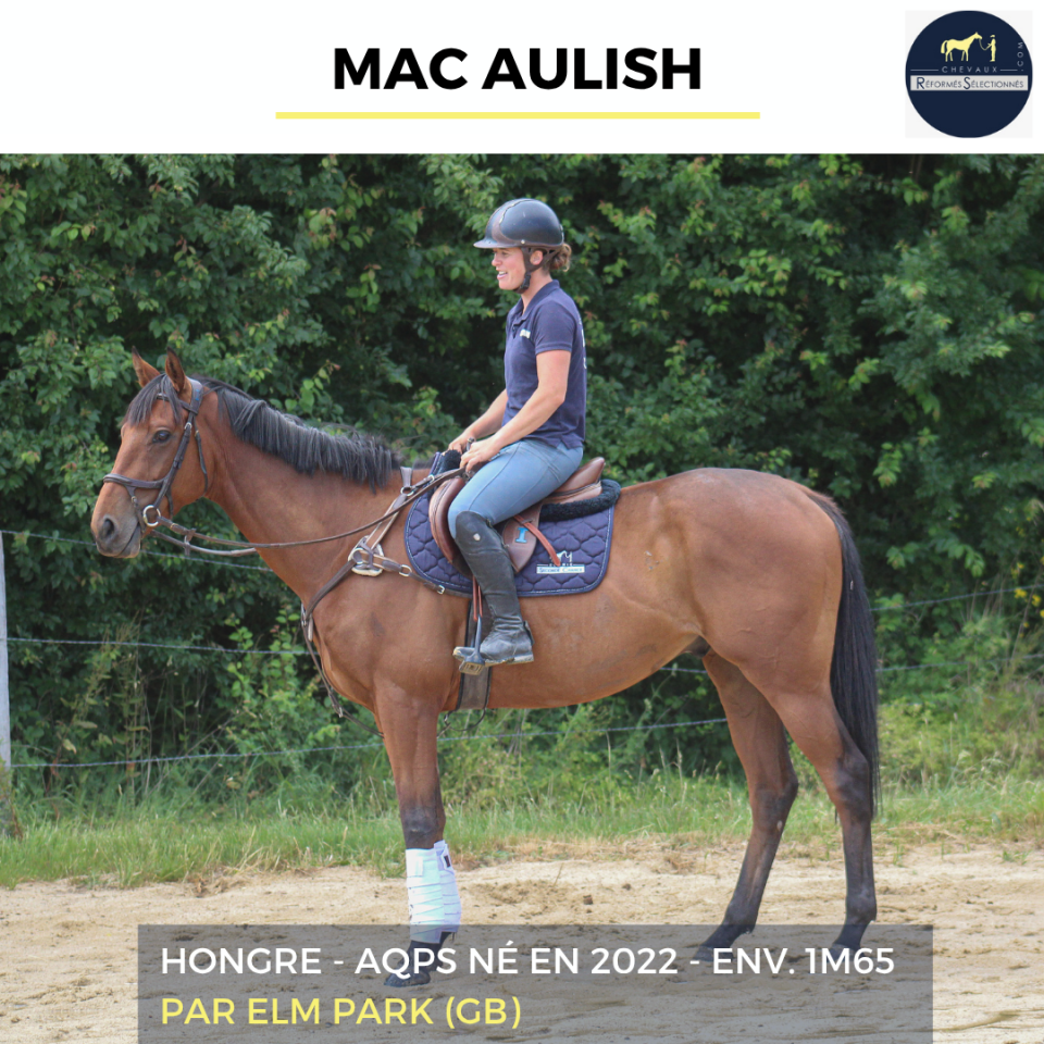 Gelding AQPS For sale 2022 Bay